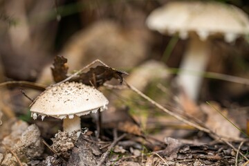 mushrooms in a forest. fungi in the bush