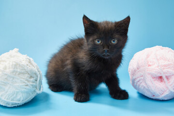 Beautiful fluffy black kitten on a blue background.
