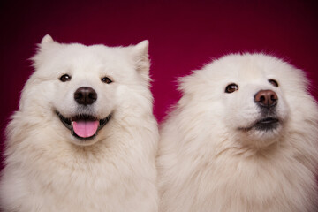 Two funny dogs with their tongues hanging out on a burgundy background. A dog with a suspicious face. Funny memes. Cute Samoyed dogs.