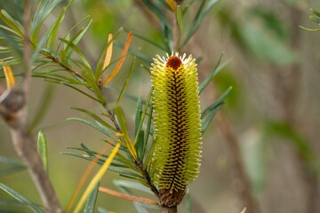 native plants growing in the bush in tasmania australia