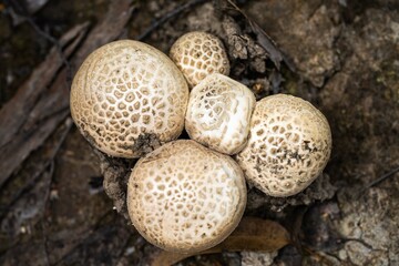 mushrooms in a forest. fungi in the bush