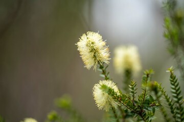 native banksia flower. native plants flowers in the bush in tasmania australia