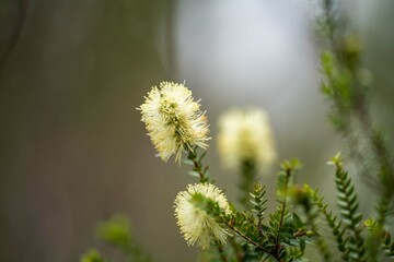 native plants growing in the bush in tasmania australia