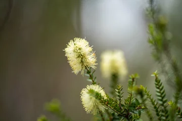 Cercles muraux Mont Cradle native plants growing in the bush in tasmania australia