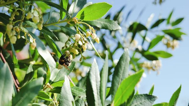 Bumblebee feeding on a strawberry tree flower. Bug pollinate blooming Strawberry tree (Arbutus Unedo) in autumn in Sicily, Italy. Springtime morning freshness mood in blossom garden. Biodiversity.