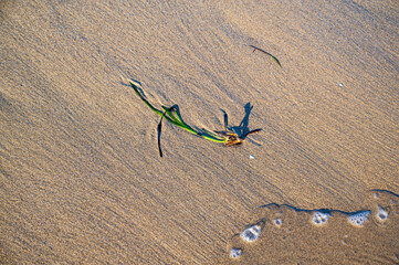 Small green plant on sandy beach