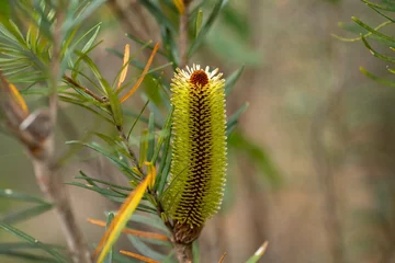Papier Peint photo Mont Cradle native plants growing in the bush in tasmania australia