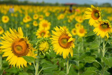 Fototapeta premium field of sunflowers in summer