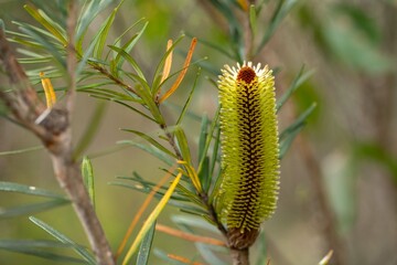 native plants growing in the bush in tasmania australia