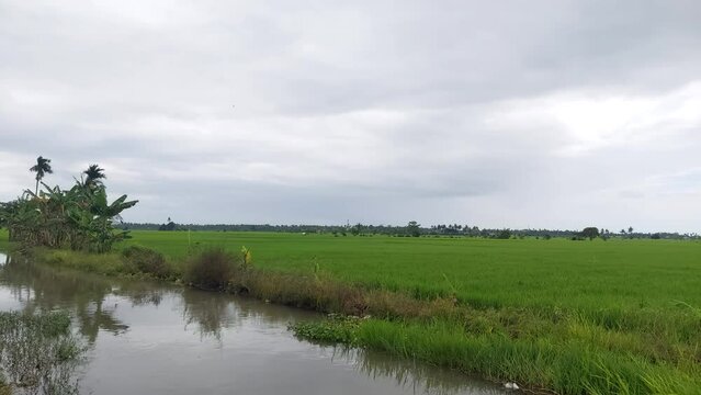 green rice in rice fields in rural Indonesia