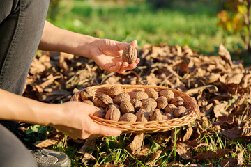 Close-up of ripe walnuts in hands of woman picking nuts in basket