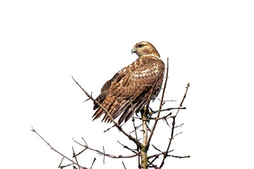 Red-Tailed Hawk Perch on a Pine Tree