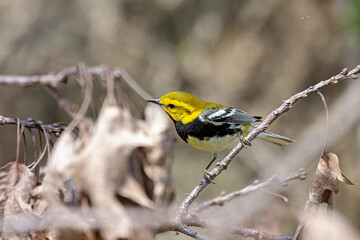 Black-throated green warbler searches for insects