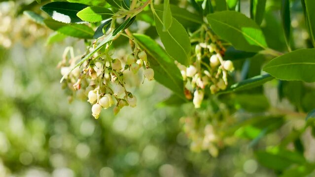 Bumblebee feeding on a strawberry tree flower. Bug pollinate blooming Strawberry tree (Arbutus Unedo) in autumn in Sicily, Italy. Springtime morning freshness mood in blossom garden. Biodiversity.