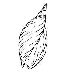 Linear sketch of a seashell.Vector graphics.