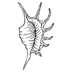 Linear sketch of a seashell.Vector graphics.