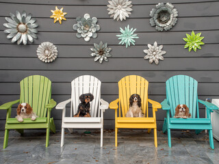 Dogs on chairs