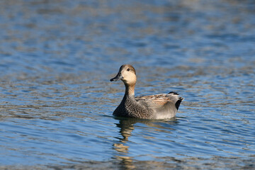 Cute Gadwall duck floating along opening to harbor