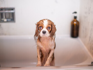 Dog in Bath