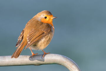 European robin (Erithacus rubecula)