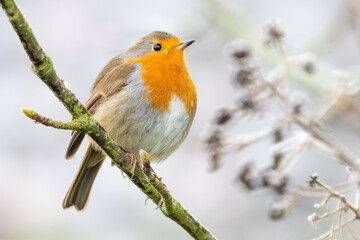European robin (Erithacus rubecula) perches on a branch on a frosty winter morning.