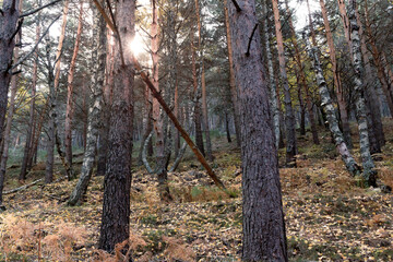 forest landscape in autumn