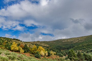 mountain autumn landscape with trees