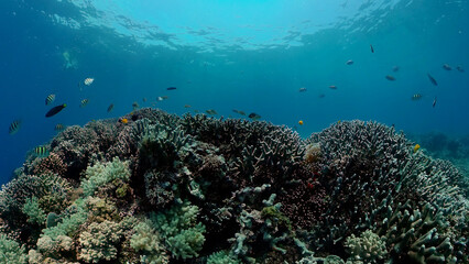 Fototapeta na wymiar Tropical fishes and coral reef at diving. Underwater world with corals and tropical fishes.
