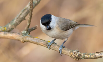 Obraz premium Marsh Tit, Poecile palustris. A bird sits on a tree branch