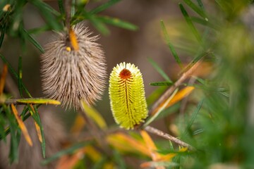 native plants with yellow flowers growing in the bush in tasmania australia
