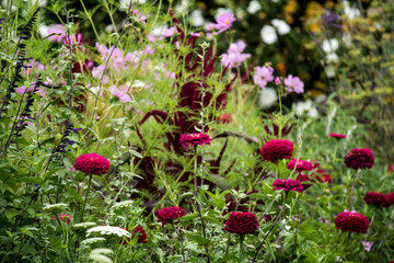 Fototapeta premium Zinnia, Cosmos, Amaranthus, combination of plants