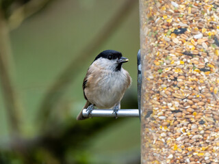 Naklejka premium Marsh Tit on a Feeder