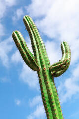 Fototapeta premium Large cactus against sky . Huge cacti . Giant tropical plant 