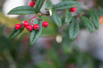 Decorative red berry in the garden. Tree branch close up. Green leaves. Photo for background, banner, postcard. Place for text