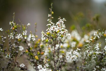 native plants with yellow flowers growing in the bush in tasmania australia