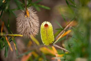 native plants with yellow flowers growing in the bush in tasmania australia