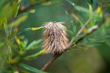 native plants with yellow flowers growing in the bush in tasmania australia