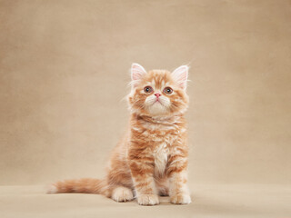 Cat on a beige canvas background. Fluffy Longhair Scottish kitten 