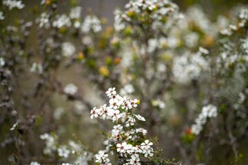 native plants with yellow flowers growing in the bush in tasmania australia
