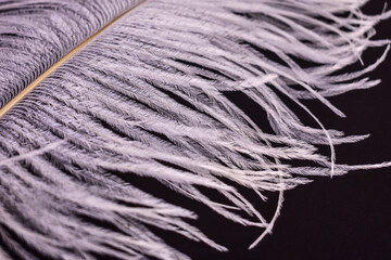 White ostrich feather on a black background.Close-up.
