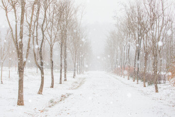 눈내리는 겨울날의 숲길