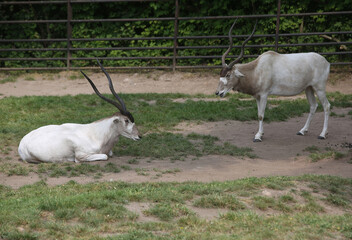 Pair of Addax antelopes (male and female) at the zoo