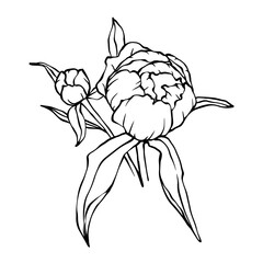 Linear sketch of a flower, peony bud. Vector graphics.
