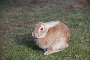 うさぎ