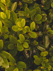 Boxwood leaf texture. Lush leaves background. Buxus Sempervirens Rotundifolia.