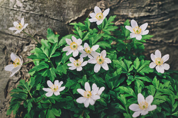 Spring wild flowers anemones on a background of wooden bark. Natural background of forest flowers. Bush of white flowers. Artistic processing.