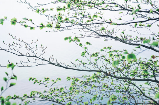 Green branches of trees against the background of the sky and the sea. Spring blossoming branches. Blurred artistic background.