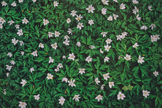 Flowers in the forest. Anemones in spring. Beautiful flowers background, top view. Small white flowers on a background of green leaves. Artistic processing. Blurred background.