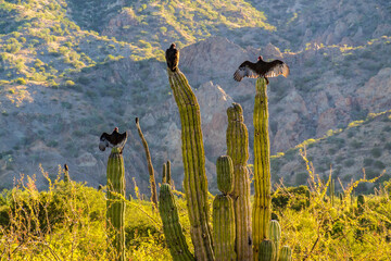 Vultures perched on cactus warm themselves in the newly risen sun: Bahía Concepción, Sea of...