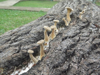 Fungus on dead wood